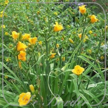 Hemerocallis 'Knick Knack'