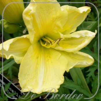 Hemerocallis 'La Crepe'