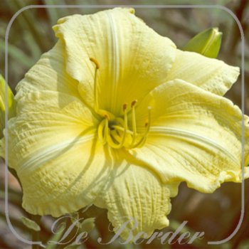 Hemerocallis 'Late Recurve'