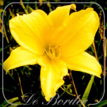 Hemerocallis 'Lemon Mint'