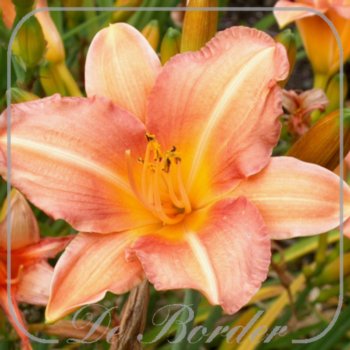 Hemerocallis 'Little Bumble Bee'