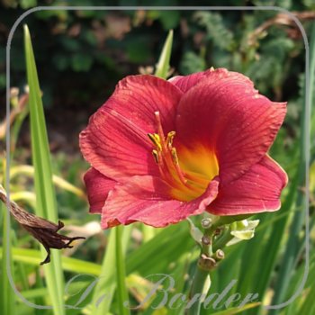 Hemerocallis 'Little Business'