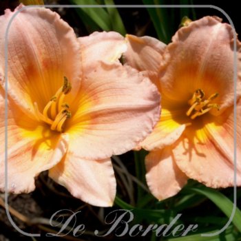 Hemerocallis 'Little Girl'