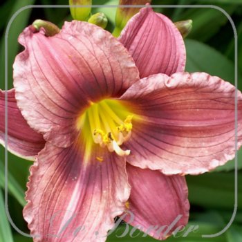 Hemerocallis 'Little Grapette'