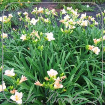 Hemerocallis 'Lullaby Baby'