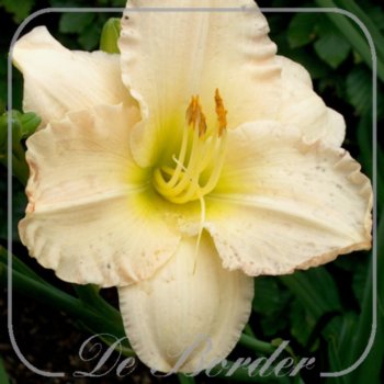 Hemerocallis 'Lullaby Baby'