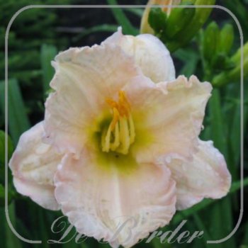 Hemerocallis 'Lullaby Baby'