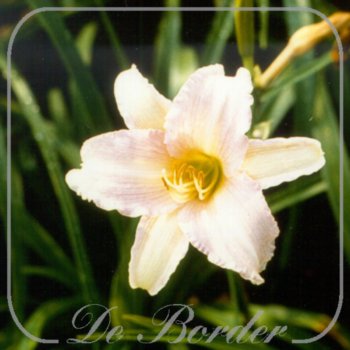 Hemerocallis 'Luxury Lace'