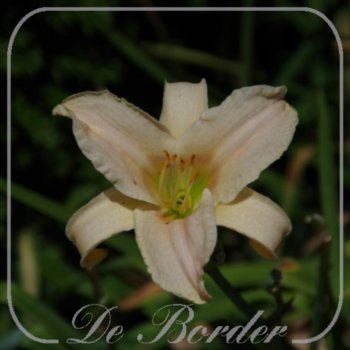 Hemerocallis 'Luxury Lace'