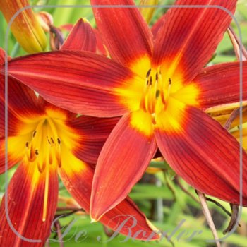 Hemerocallis 'Mabel Fuller'