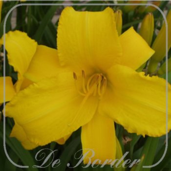 Hemerocallis 'Mary Todd'