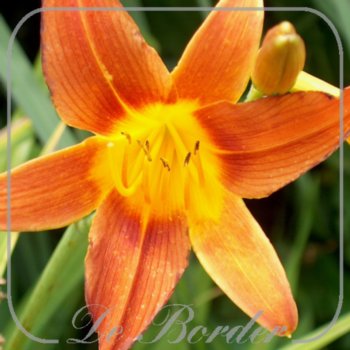 Hemerocallis 'Matador'