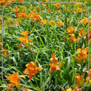Hemerocallis 'Mauna Loa'