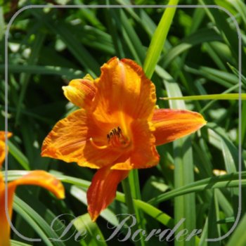 Hemerocallis 'Mauna Loa'