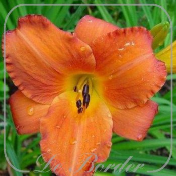 Hemerocallis 'Mauna Loa'