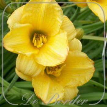 Hemerocallis 'Mini Gold'