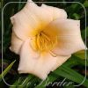 Hemerocallis 'Mini Pearl'