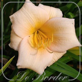 hemerocallis-mini-pearl-056 Hemerocallis 'Mini Pearl'