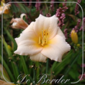 hemerocallis-mini-pearl-252 Hemerocallis 'Mini Pearl'