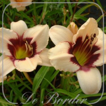 Hemerocallis 'Moonlit Masquerade'