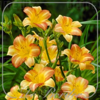 Hemerocallis 'Morning Sun'
