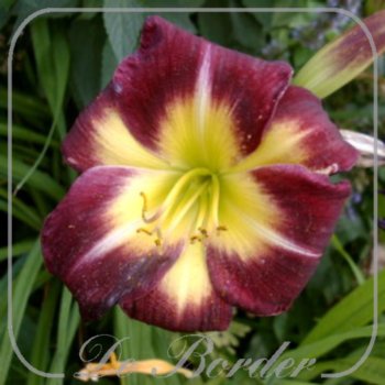 Hemerocallis 'Night Beacon'