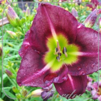 Hemerocallis 'Night Beacon'