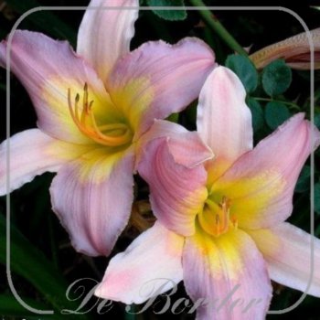 Hemerocallis 'Nile Crane'