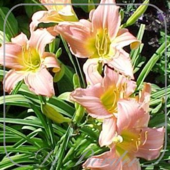 Hemerocallis 'Nob Hill'