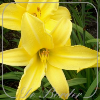 Hemerocallis 'Northbrook Star'