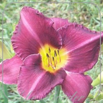 Hemerocallis 'Olive Bailey Langdon'