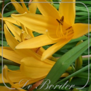 Hemerocallis 'Orange'