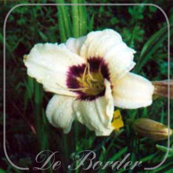 Hemerocallis 'Pandora's Box'