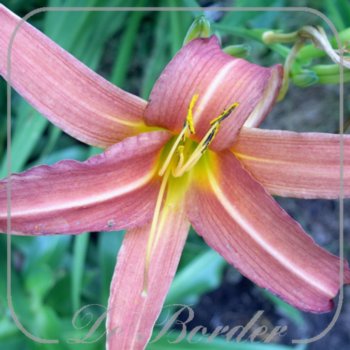 Hemerocallis 'Pink Charm'