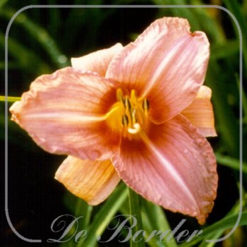 Hemerocallis 'Prairie Bells'
