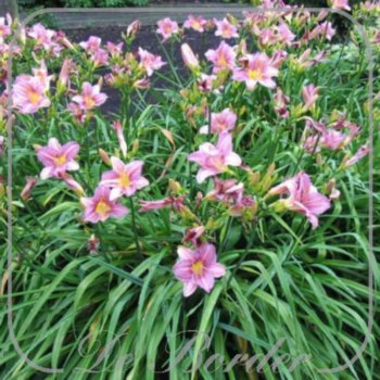 Hemerocallis 'Prairie Blue Eyes'
