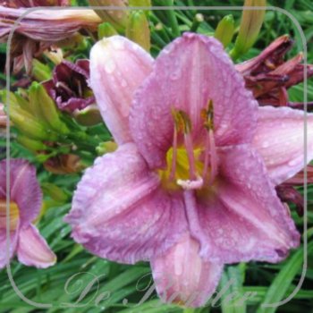 Hemerocallis 'Prairie Blue Eyes'