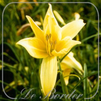 Hemerocallis 'Prairie Moonlight'