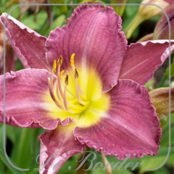 Hemerocallis 'Princess Blue Eyes'