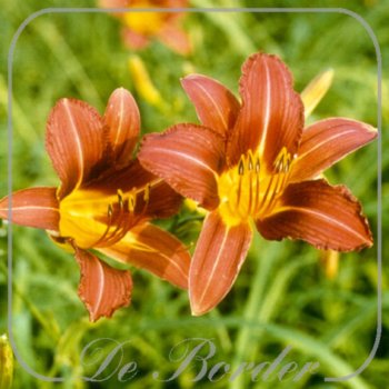 Hemerocallis 'Purple Waters'