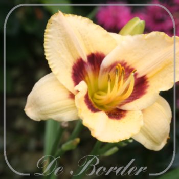 Hemerocallis 'Rainbow Candy'