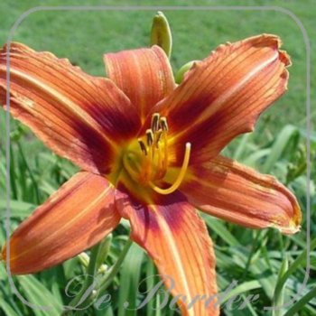 Hemerocallis 'Rajah'