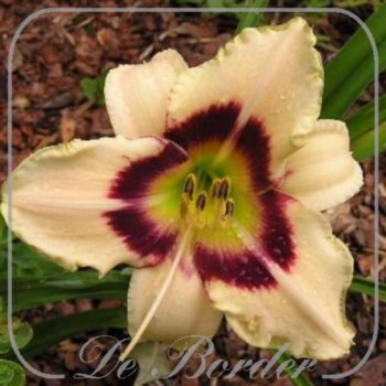 Hemerocallis 'Raspberry Candy'