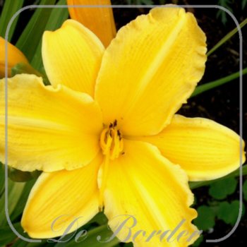 Hemerocallis 'Reblooming Gold'