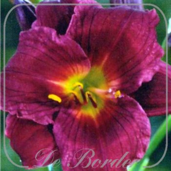 Hemerocallis 'Red Rum'