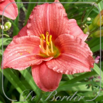 Hemerocallis 'Red Toy'