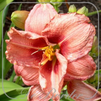 Hemerocallis 'Ribbon Candy'
