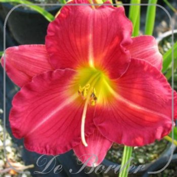 Hemerocallis 'Romantic Returns'