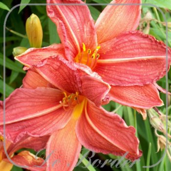 Hemerocallis 'Rood'