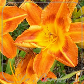 Hemerocallis 'Sambalaya'